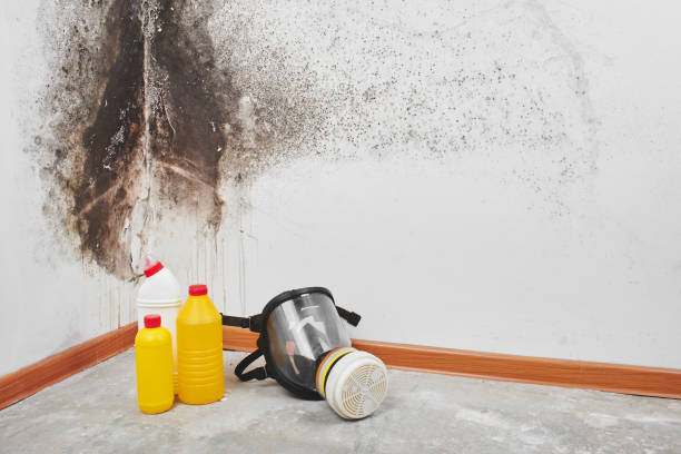 Best Mold Removal Company Near Me  in Hemlock Farms, PA