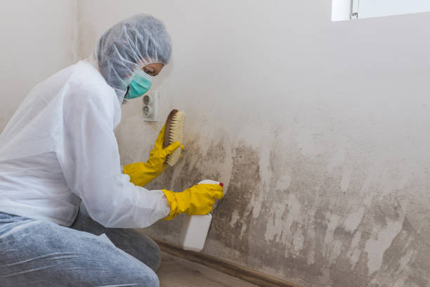 Best Emergency Mold Removal  in Hemlock Farms, PA