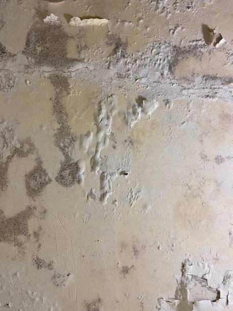 Best Professional Mold Removal  in Hemlock Farms, PA