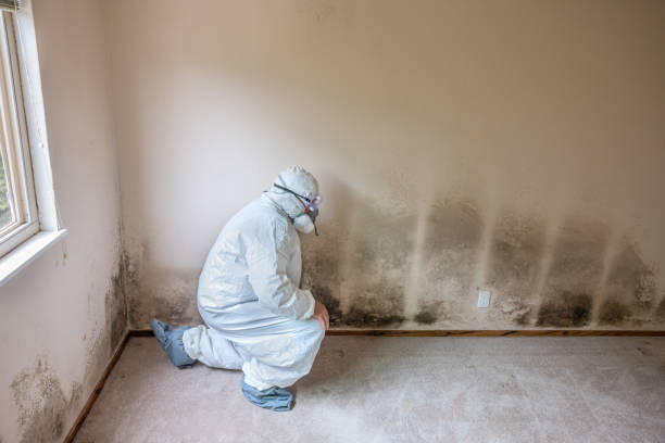 Best Fast Mold Removal  in Hemlock Farms, PA